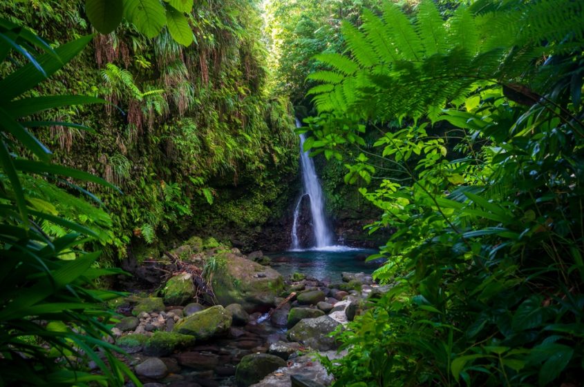Dominica,The,Beautiful,Jungle,Island